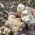 白洋姜，菊芋大量上市，产地直发，口感出众，现挖新鲜白洋姜