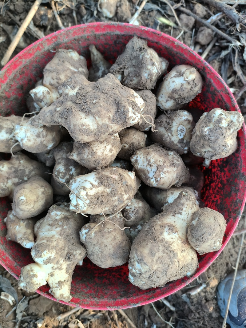白洋姜，菊芋大量上市，产地直发，口感出众，现挖新鲜白洋姜