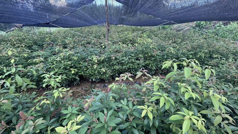 金丝楠木种苗，量大从优，80公分左右，地点平昌，不活补发
