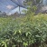 金丝楠木种苗，量大从优，80公分左右，地点平昌，不活补发