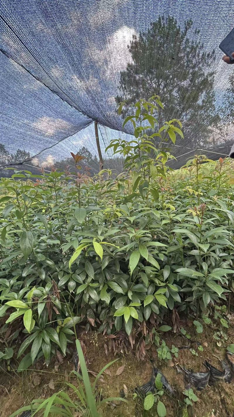 金丝楠木种苗，量大从优，80公分左右，地点平昌，不活补发
