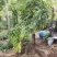 鄢陵紫藤种植基地，河南紫藤树基地