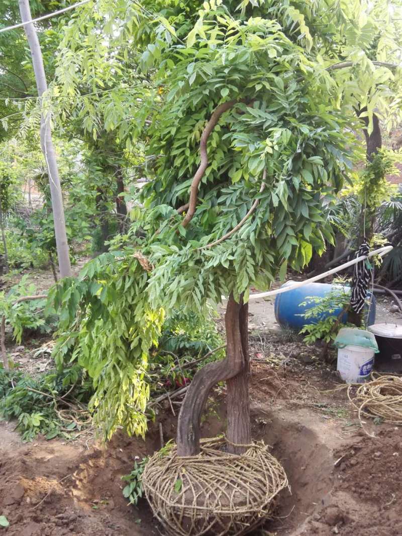 鄢陵紫藤种植基地，河南紫藤树基地