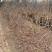 鄢陵紫藤种植基地，河南紫藤树基地