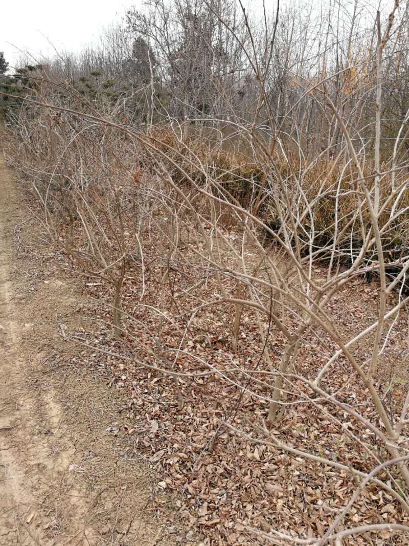 鄢陵紫藤种植基地，河南紫藤树基地