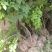 鄢陵紫藤种植基地，河南紫藤树基地