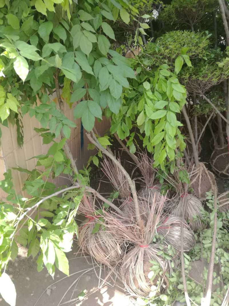 鄢陵紫藤种植基地，河南紫藤树基地