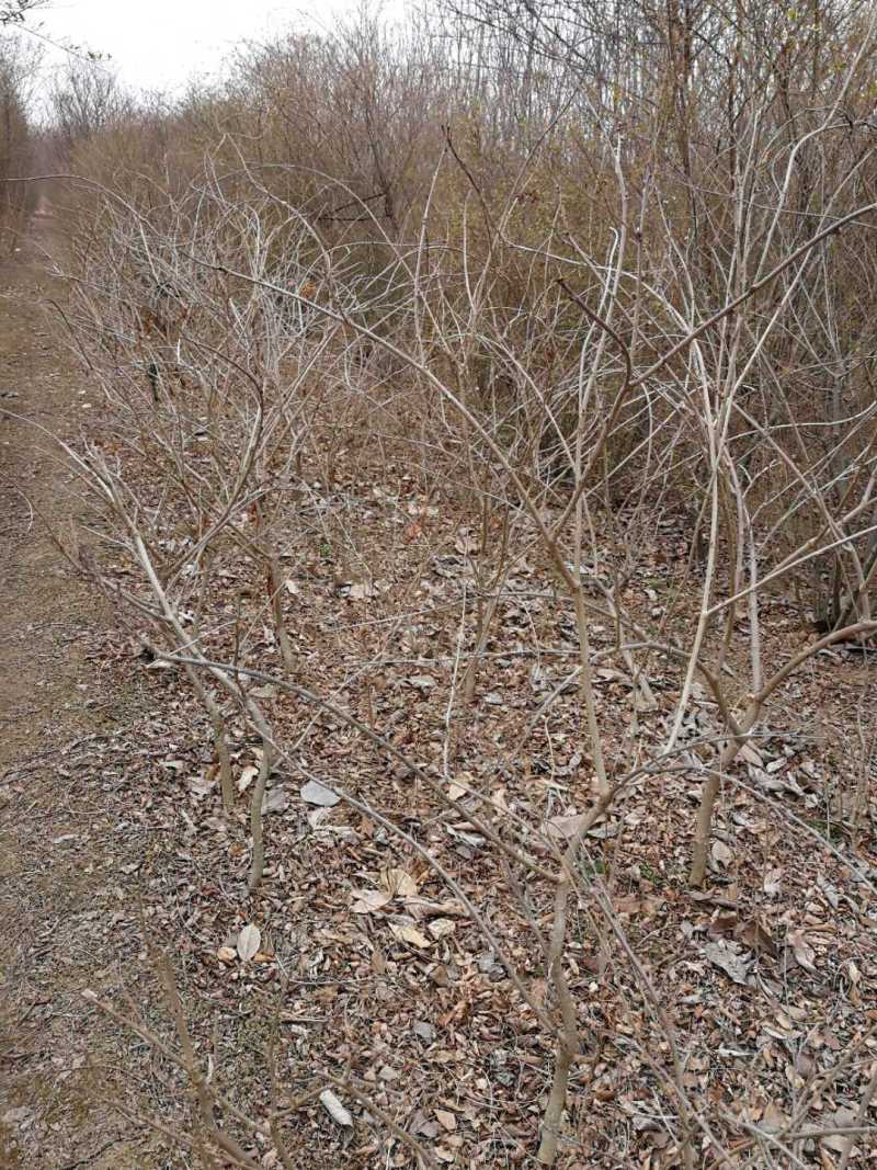鄢陵紫藤种植基地，河南紫藤树基地