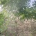 鄢陵紫藤种植基地，河南紫藤树基地