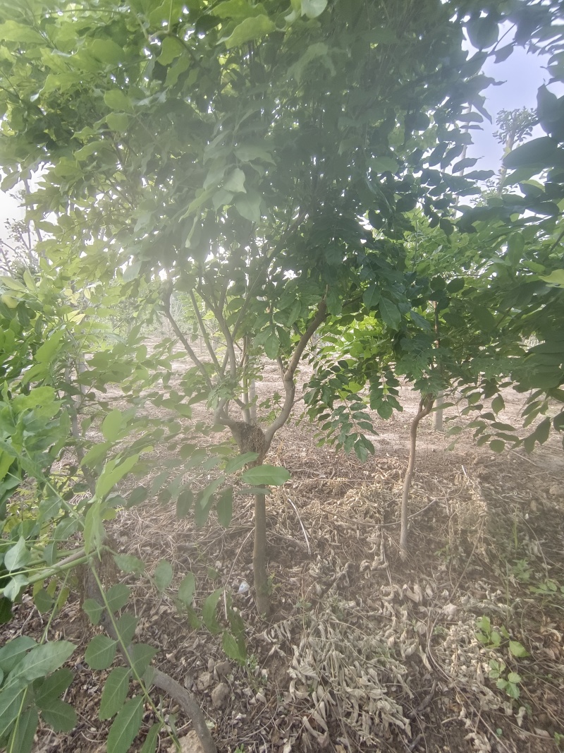鄢陵紫藤种植基地，河南紫藤树基地