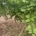 鄢陵紫藤种植基地，河南紫藤树基地