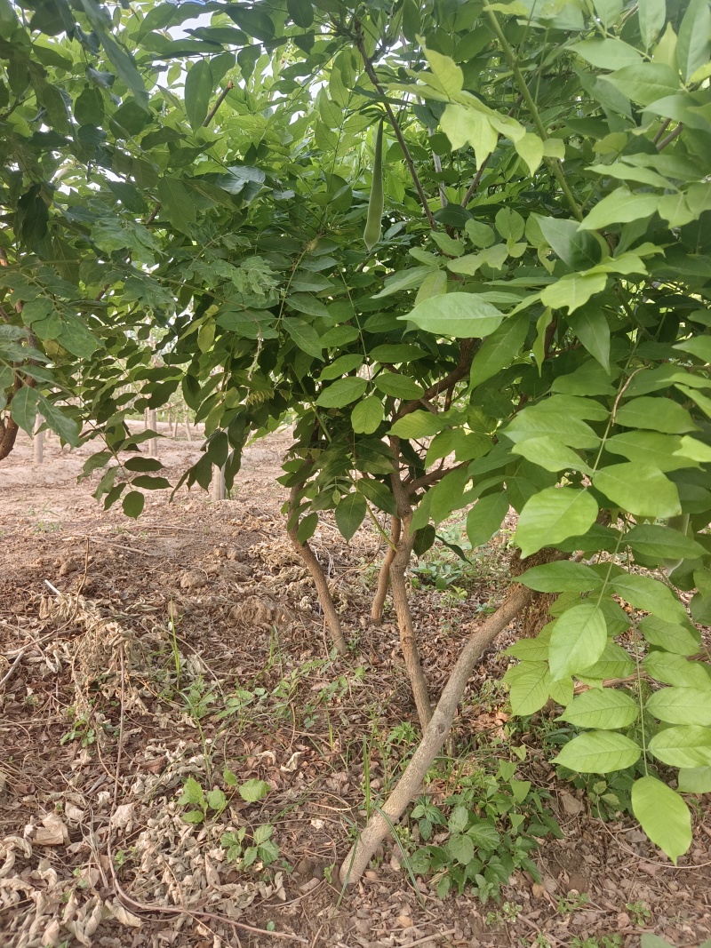 鄢陵紫藤种植基地，河南紫藤树基地