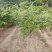 鄢陵紫藤种植基地，河南紫藤树基地