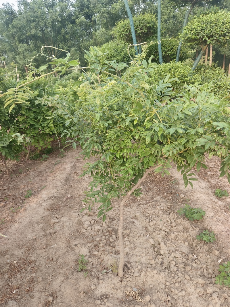 鄢陵紫藤种植基地，河南紫藤树基地