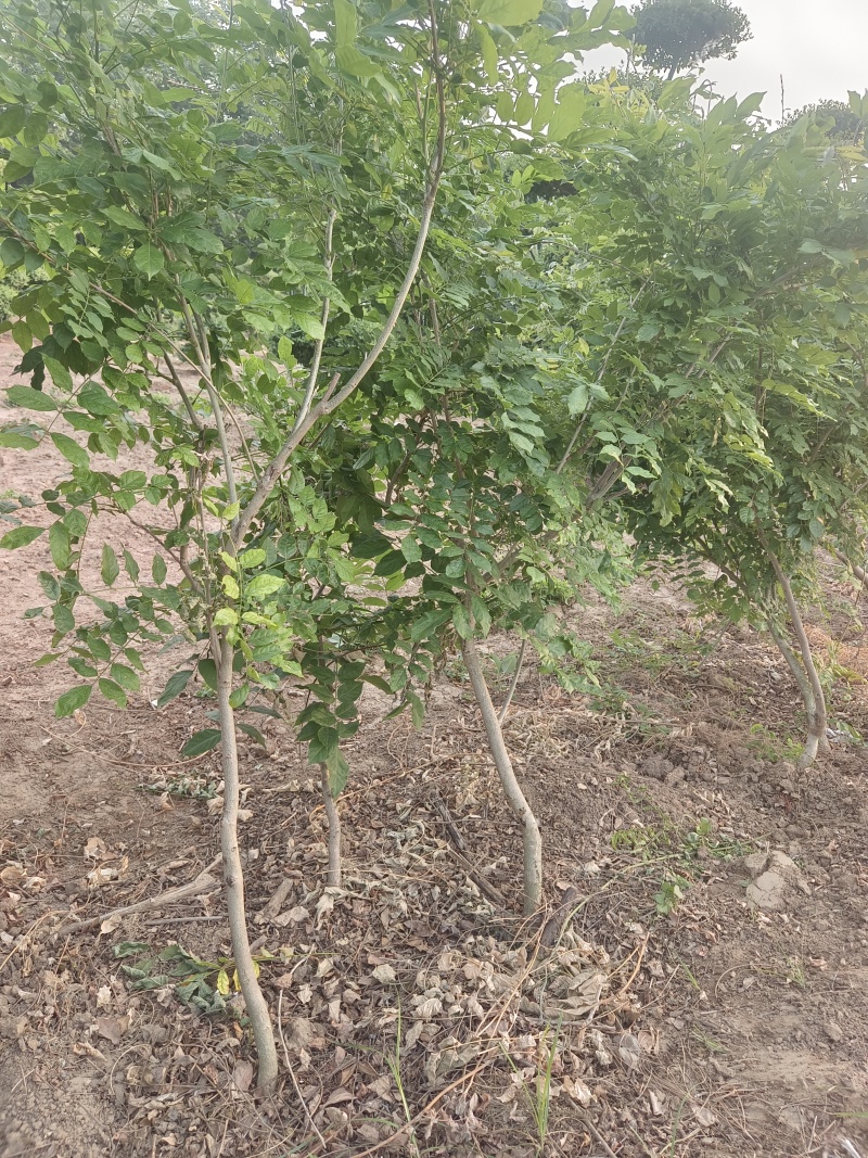 鄢陵紫藤种植基地，河南紫藤树基地