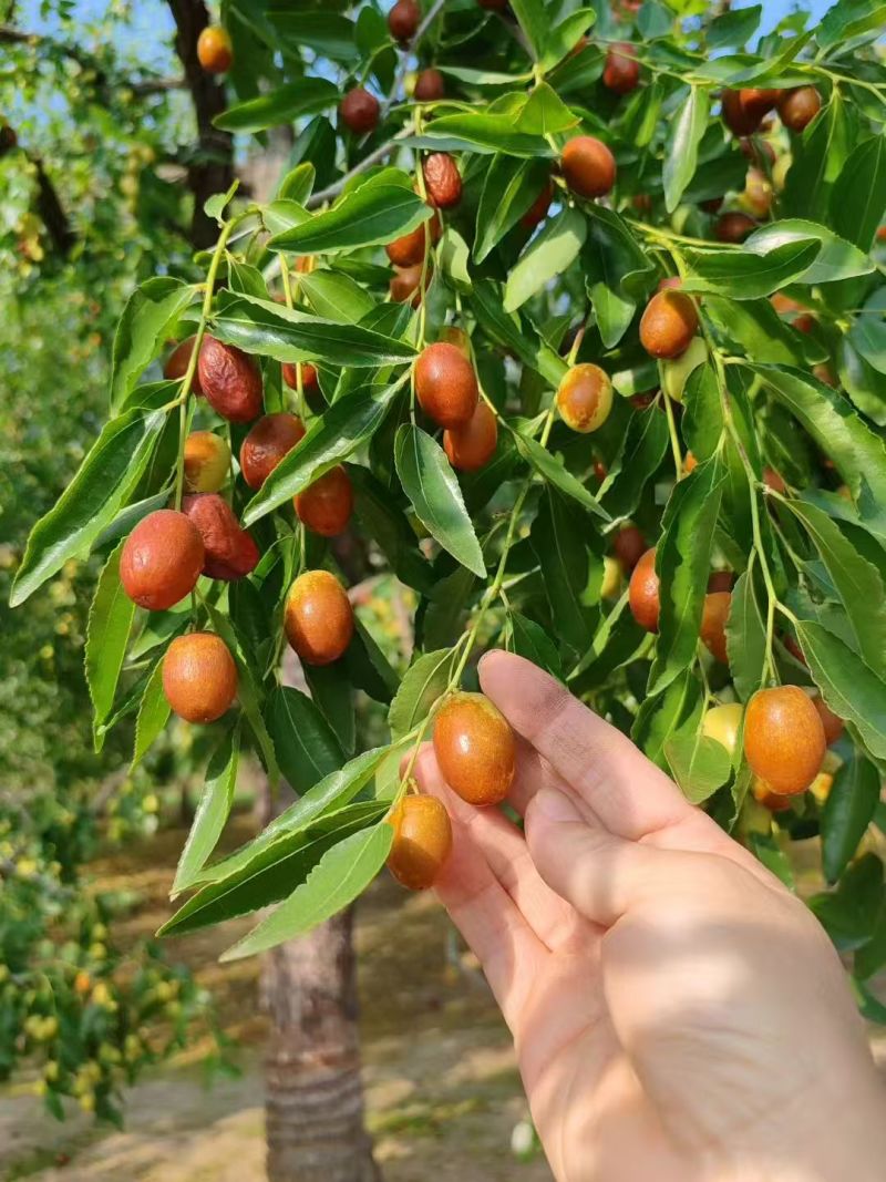 金丝小枣