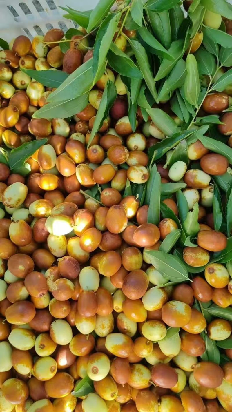 金丝小枣