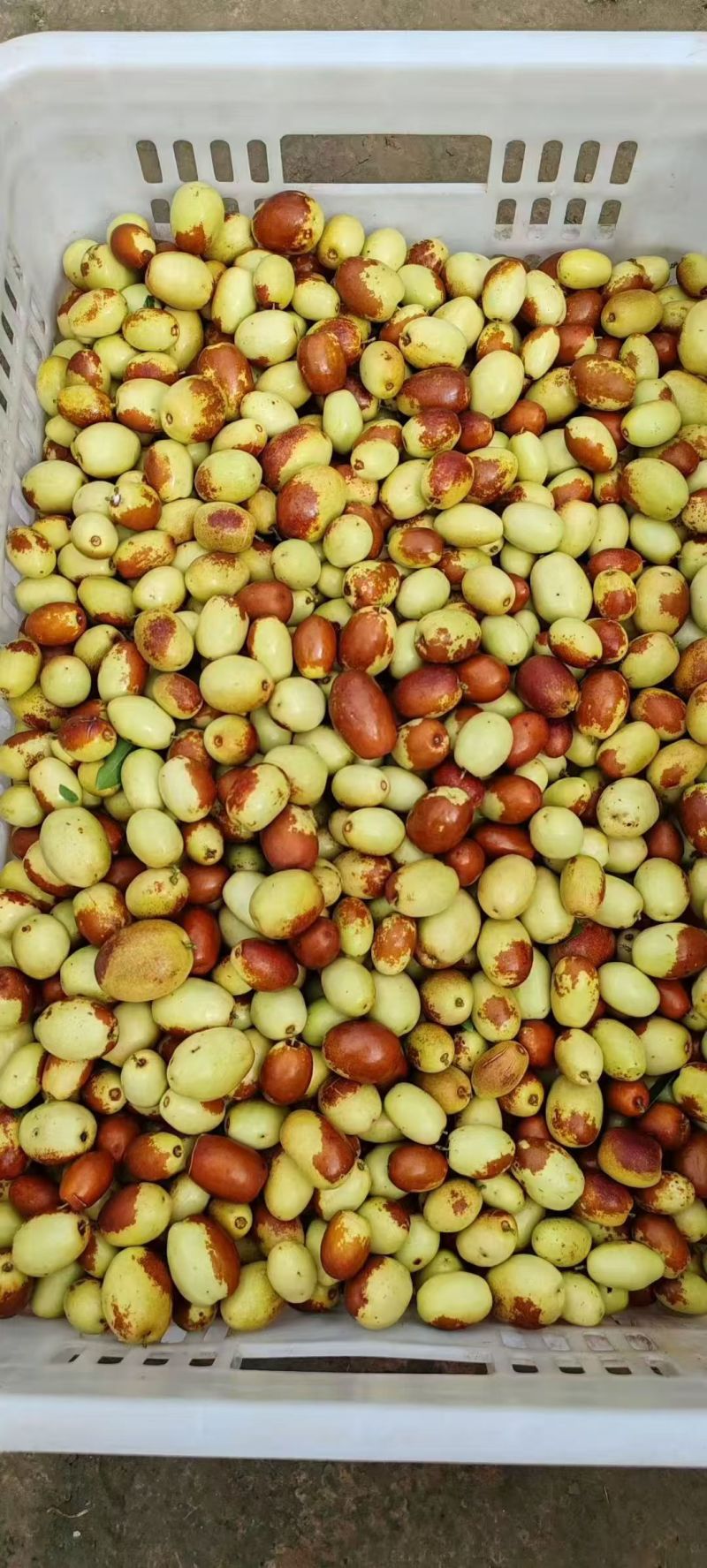 金丝小枣