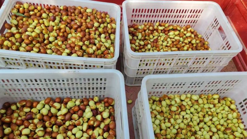 金丝小枣