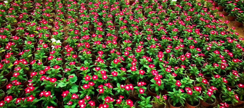 天天开基地，多色进口天天开，国庆天天开，木本天天开
