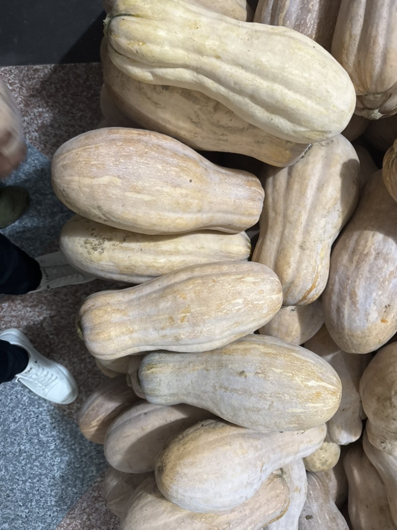 密本南瓜