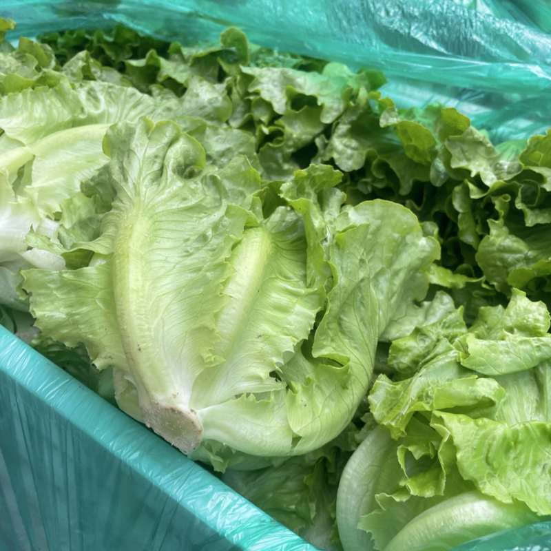 高质量精品意大利生菜，可装箱，打冷，装框
