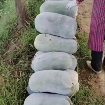 精品水桶瓜