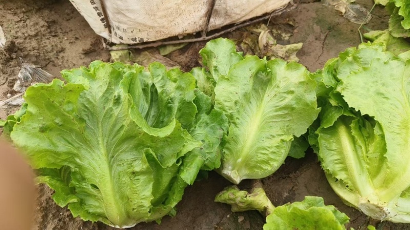 高质量精品意大利生菜，可装箱，打冷，装框