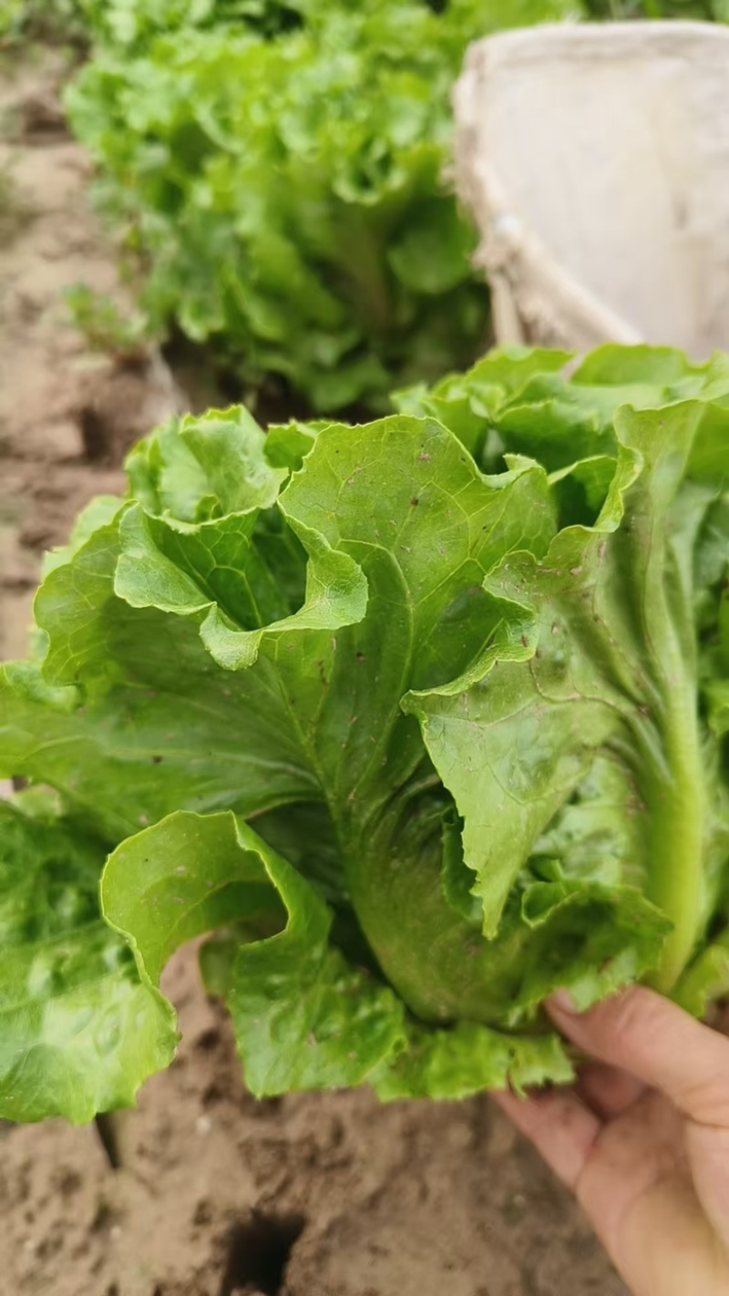 高质量精品意大利生菜，可装箱，打冷，装框