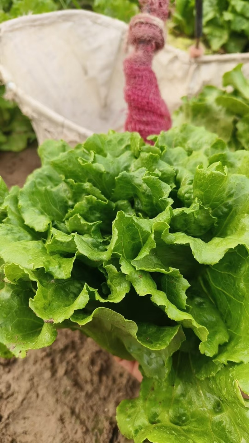高质量精品意大利生菜，可装箱，打冷，装框