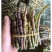精选铁皮石斛鲜条散条短条云南特产产地直发一件代发