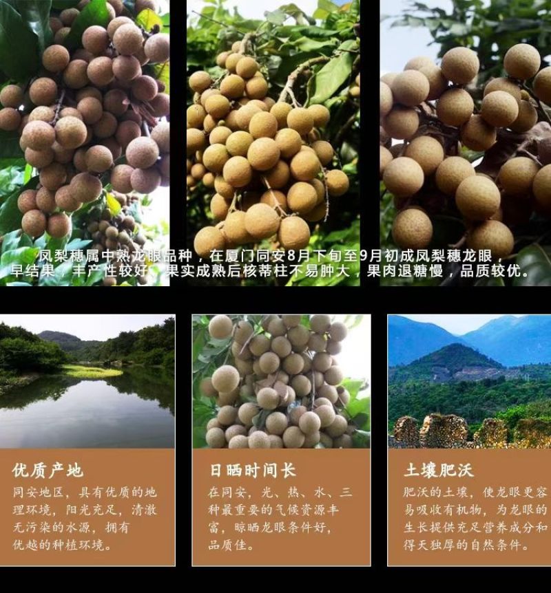 桂圆干-甜度高，肉厚，皮薄，低价出售
