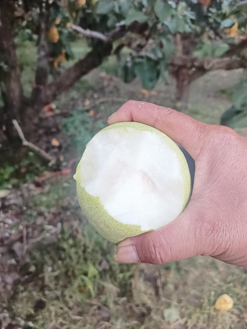绿皮鸭梨，产地直发，可视频看货，欢迎各位老板咨询采购