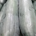 福建精品冬瓜大量有货15斤不封顶