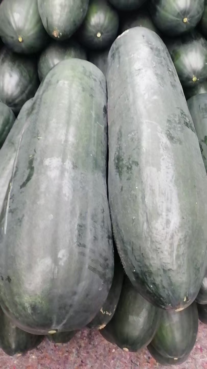 福建精品冬瓜大量有货15斤不封顶