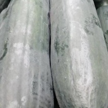 福建精品冬瓜大量有货15斤不封顶