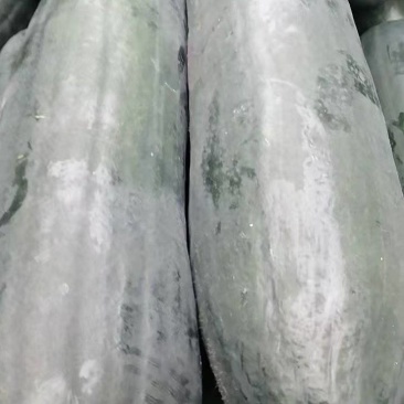 福建精品冬瓜大量有货15斤不封顶