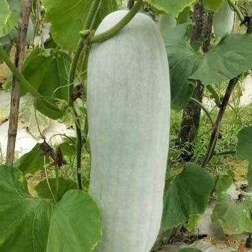 精品白皮冬瓜产地大量有货量大从优