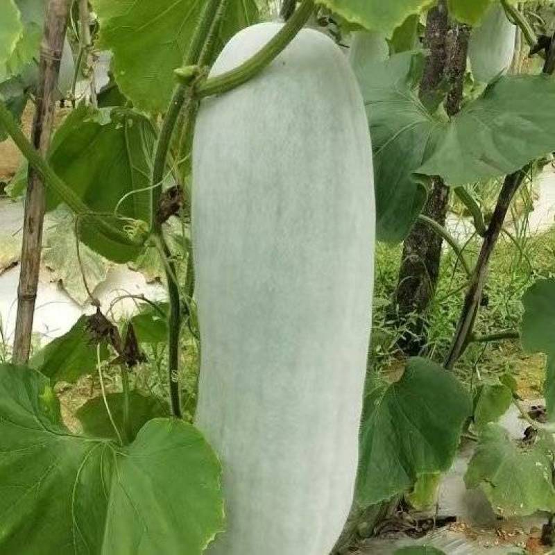 精品白皮冬瓜产地大量有货量大从优