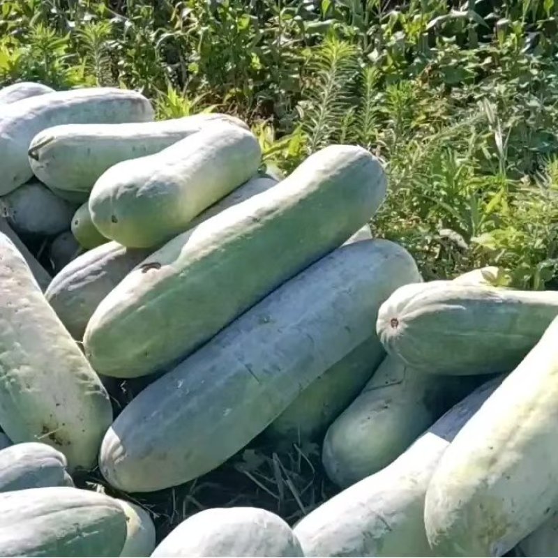 精品白皮冬瓜产地大量有货量大从优