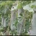 精品白皮冬瓜产地大量有货量大从优