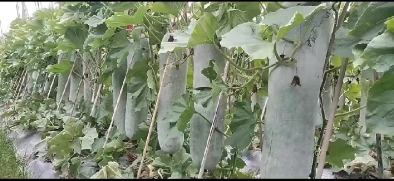 精品白皮冬瓜产地大量有货量大从优