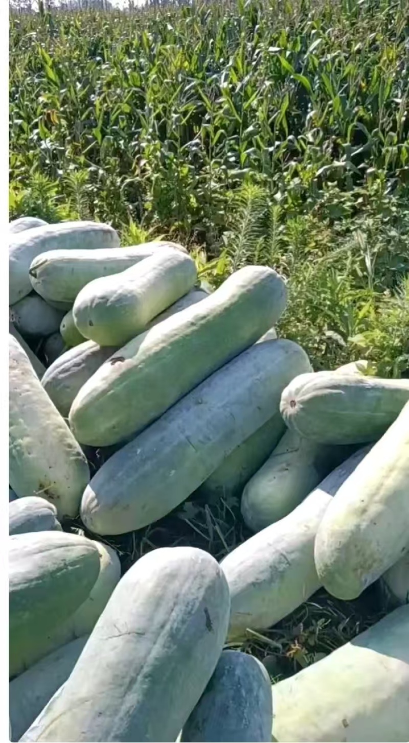 精品白皮冬瓜产地大量有货量大从优