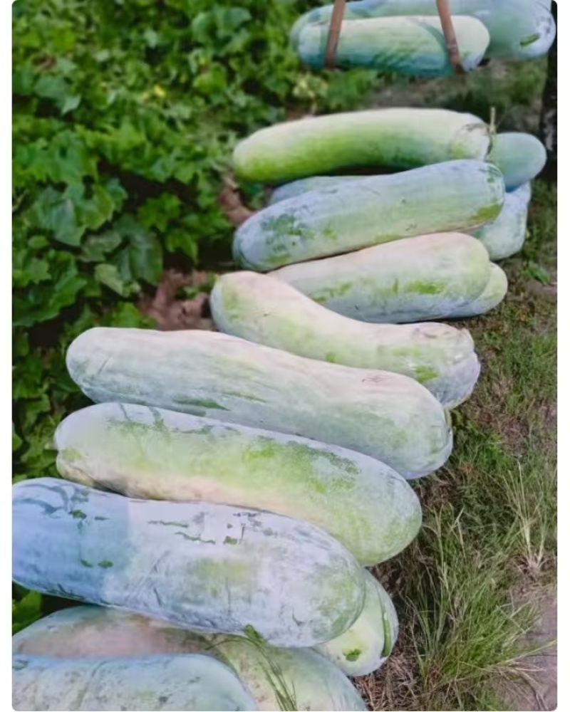 精品白皮冬瓜产地大量有货量大从优