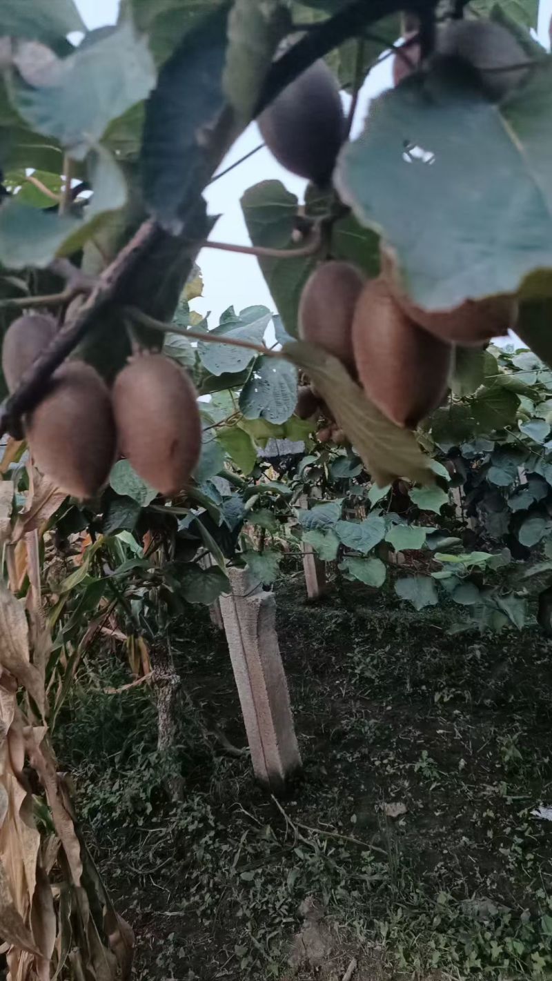 陕西猕猴桃
