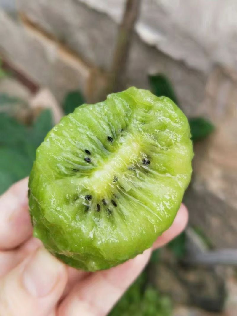 陕西猕猴桃