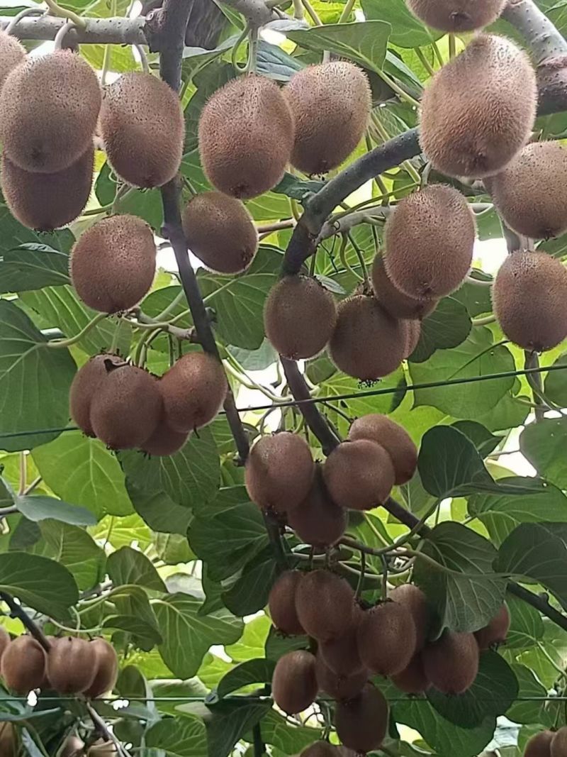 陕西猕猴桃