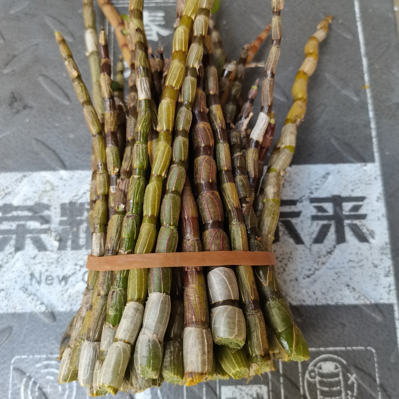 精选铁皮石斛鲜条短胖条露天条云南特产一件代发