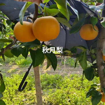 秋月梨