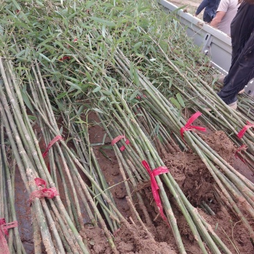 鄢陵竹子种植基地，河南竹子价格